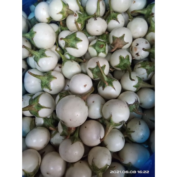 CÀ PHÁO - CÀ CHUA - CÀ TÍM - CÀ RỐT