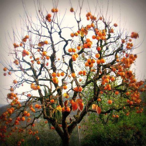 Cây giống Hồng giòn Đà Lạt NHƯ HÌNH CÂY CAO HƠN 1M RỒI Ạ.