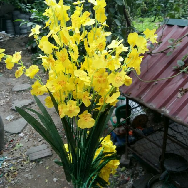 bộ 10 cành hoa lan vũ nữ mới về