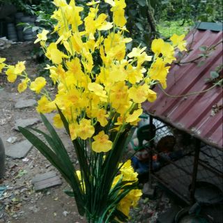 bộ 10 cành hoa lan vũ nữ mới về