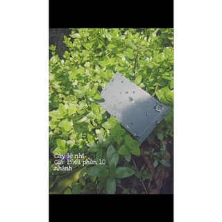 1 PHẦN LỆ NHI THUỶ SINH (10 nhánh)