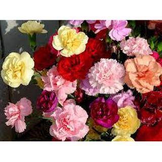 Hạt Giống Hoa Cẩm Chướng Kép