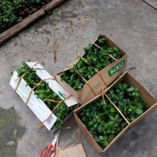 Cây xạ đen giống đóng bầu