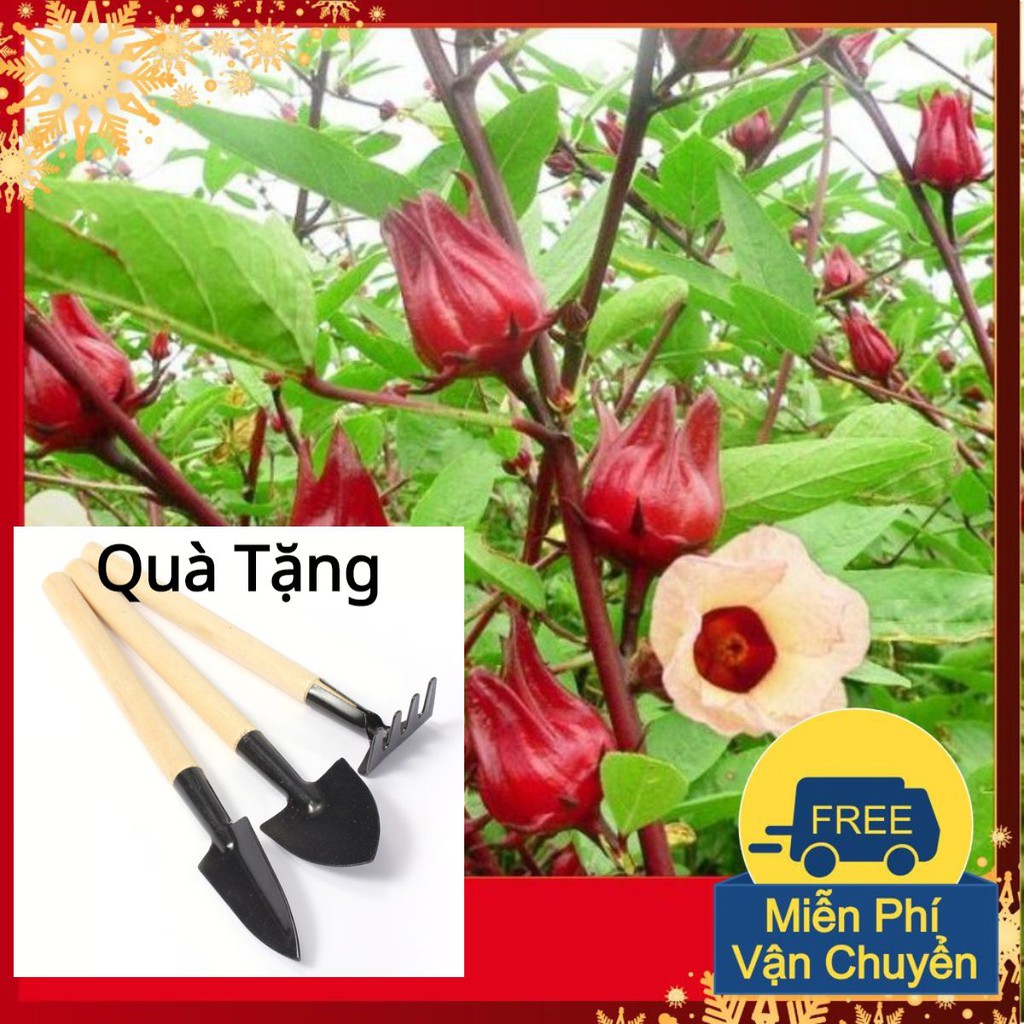 Hạt Giống Atiso Đỏ Tặng Bộ Dụng Cụ Mini Trồng Cây Tặng Bộ Dụng Cụ Mini Trồng Cây