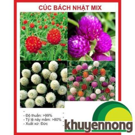 Gói 100 Hạt giống hoa cúc bách nhật mix ra hoa quanh năm