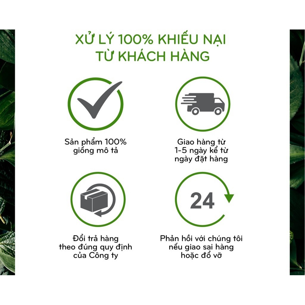 Nước lau sàn hương quế Trà Bồng nước lau nhà chiết xuất từ quế xua đuổi muỗi kiến gián dung tích 1 lít Loại đậm đặc