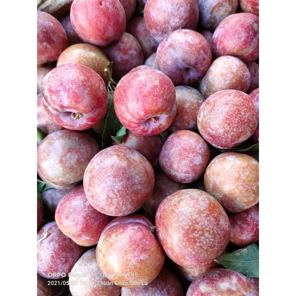 Sale 5kg mận hậu sơn la