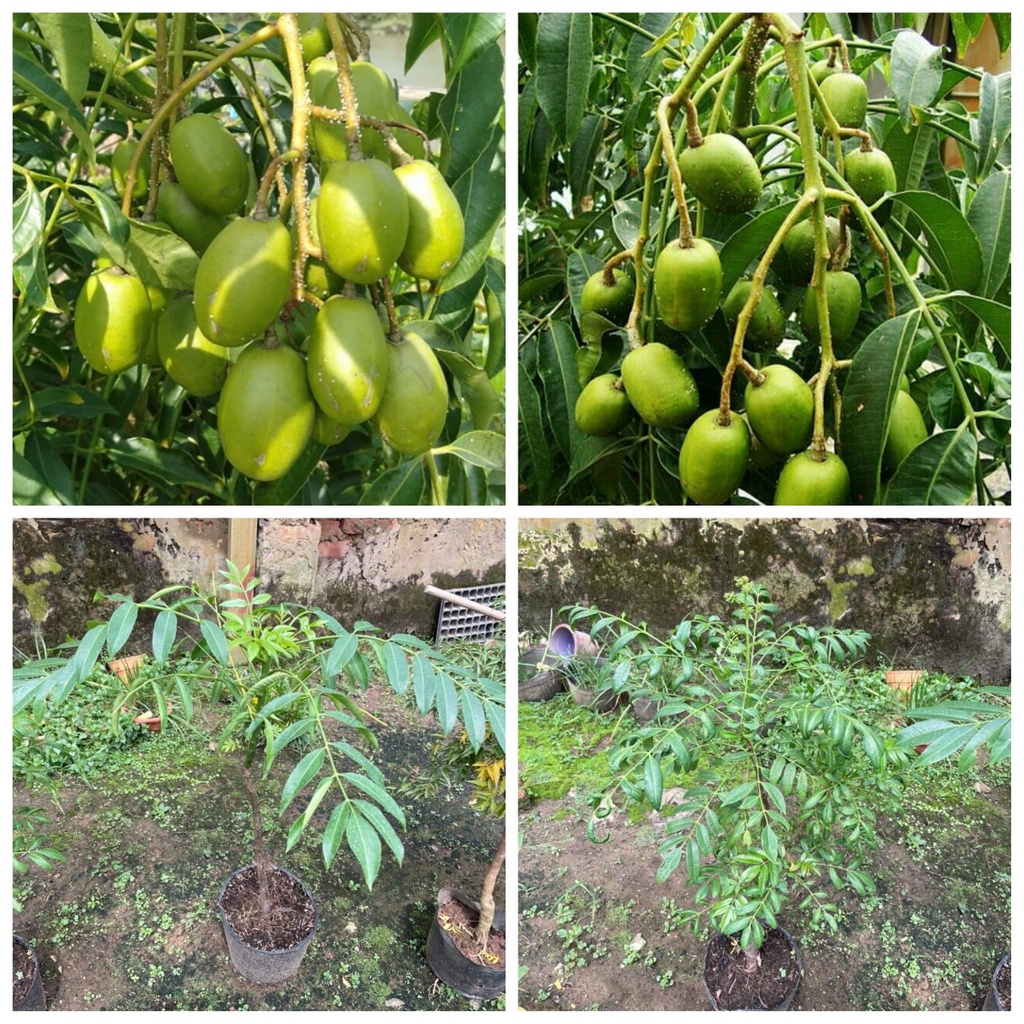 Cây Cóc Thái size đủ tuổi cho trái/ cây đang hoa/ quả