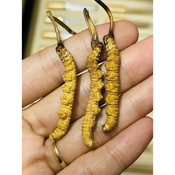 Đông Trùng Hạ Thảo Nguyên Con Na Khúc Tây Tạng Hộp 5g