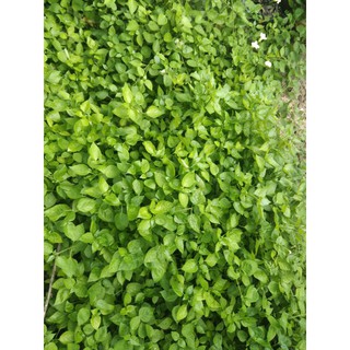 Rau ngót nhật giống(30 nhánh để giâm trồng)