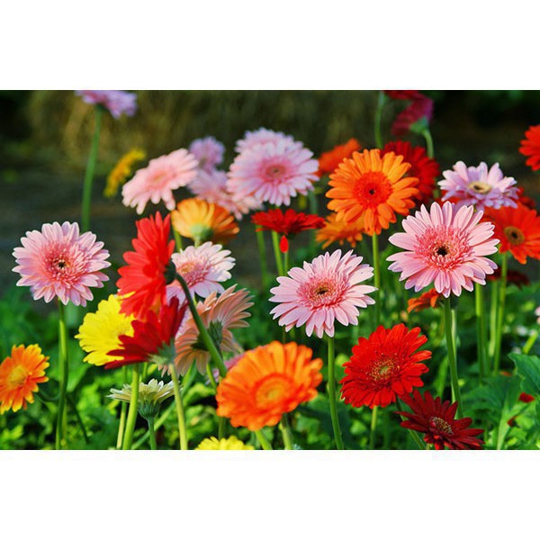 Gói 100 Hạt Giống Hoa Đồng Tiền Kép Lùn - Mix (Gerbera)