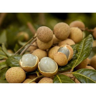 CÂY GIỐNG NHÃN ĐƯỜNG PHÈN [ SIÊU SỚM ].