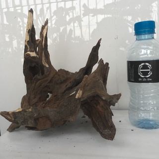 Gỗ lũa thủy sinh, lũa bể cá, lũa làm bonsai siêu đẹp, kích thước lớn 4095