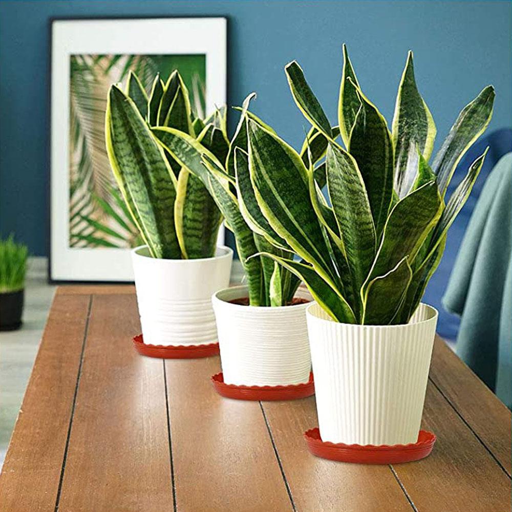 FOREVER Set 3 Khay Nhựa Tròn Đựng Đĩa / Hoa Chịu Được Sức Nặng