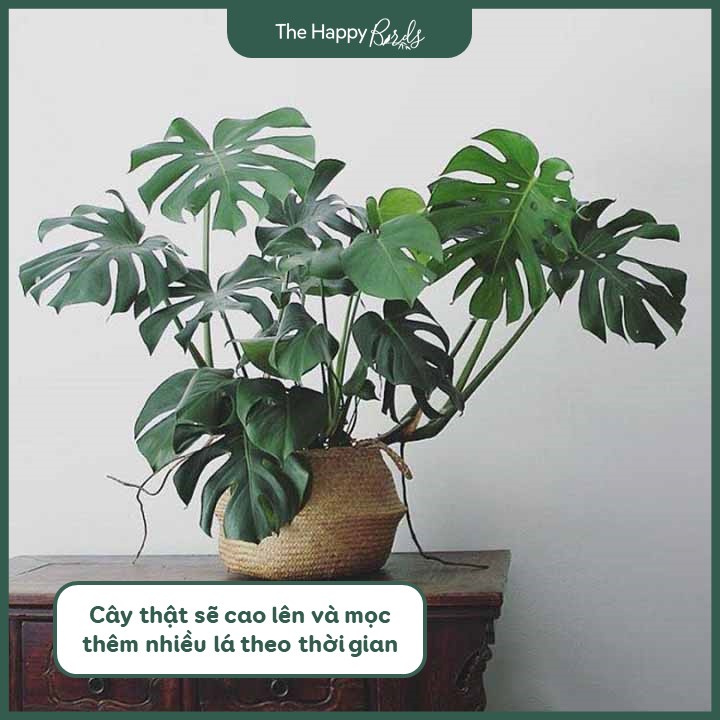 Trầu bà lá xẻ monstera deli Nam Mỹ thân cao 30-45 cm cây nội thất trồng trong nhà ship hỏa tốc Hà Nội - The Happy Birds