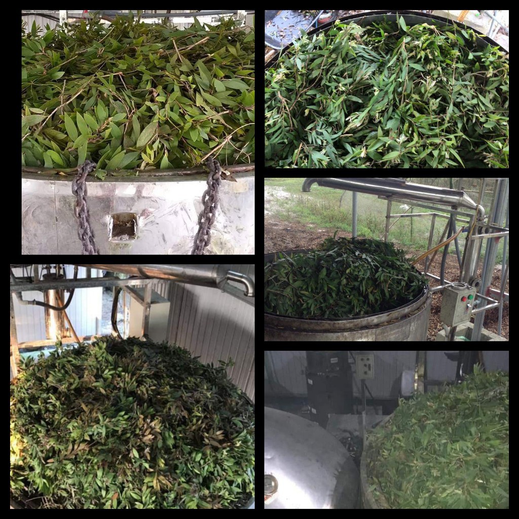 Tinh Dầu Tràm Cao Cấp Nguyên Chất 100% Hãng MỘC MÂY (Hàng Loại 1) - NK