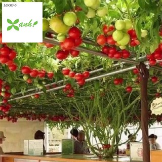 Hạt giống cà chua bạch tuột