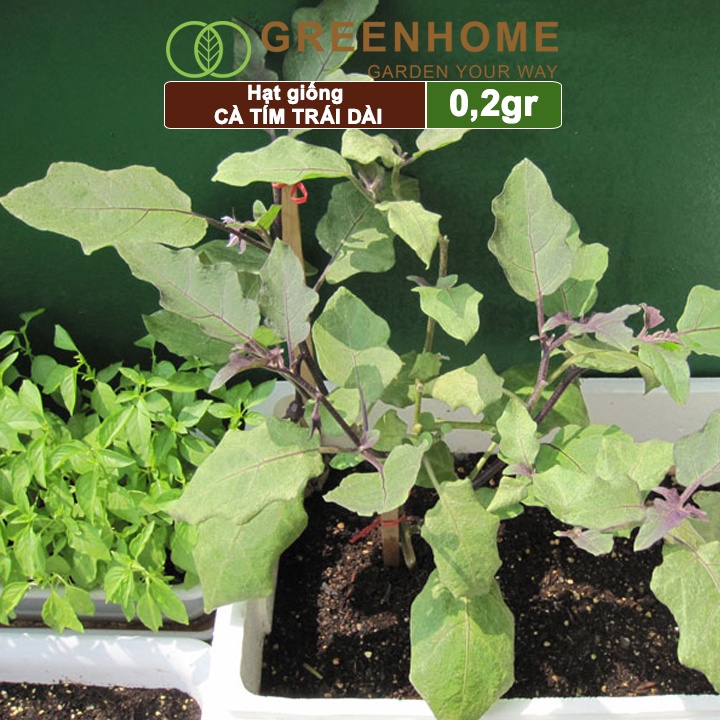 Hạt giống Cà tím trái dài ,gói 0,2gr, dễ trồng, năng suất cao T13 |Greenhome