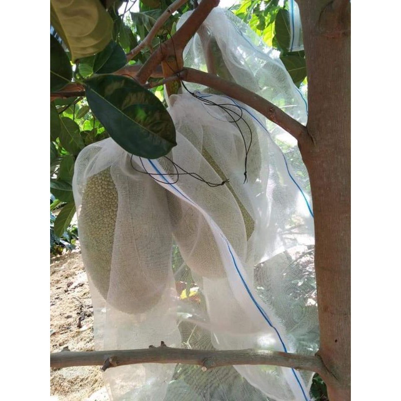 Túi bao trái mít  100 túi