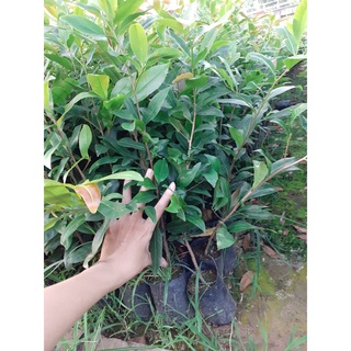 Combo 10 cây mai con ko quấn rễ ( rễ nôm)