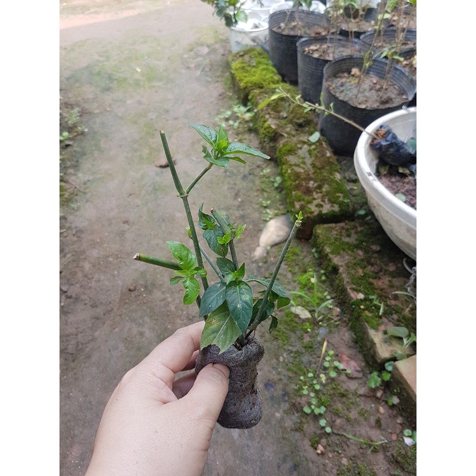 Cây giống lá Cẩm tạo màu thực phẩm combo 5 cây - Đơn hàng thanh toán trước tặng 1 lọ siêu kích rễ