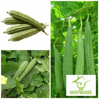 shophouse Gói 5 hạt giống mướp khía  SHOP HOUSE  TẾT KHUYẾN MẠI