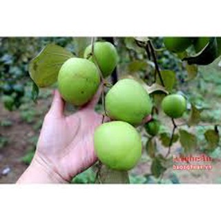 Cây giống táo đại siêu ngon siêu quả dòng quả sớm- cam kêt giống chuẩn f1
