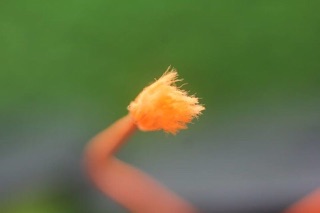 Dây tập (tính theo mét)