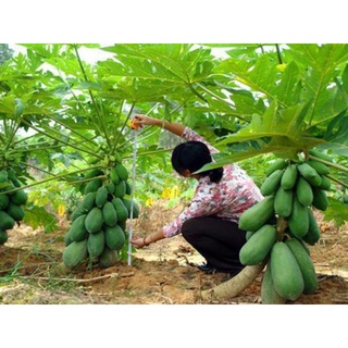 Cây đu đủ lùn ruột đỏ siêu trái