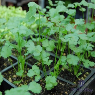 [RẺ VÔ ĐỊCH] Hạt giống Rau Mùi - Ngò Rí (20 gram)