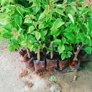 Cây Hoa Giấy Ngũ Sắc.