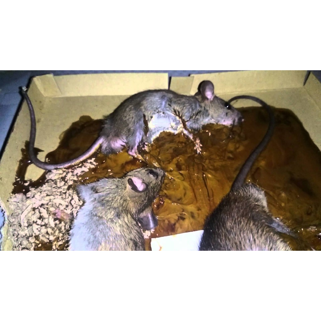 ❤️ FREESHIP ❤️[Combo 12 tấm] Keo Dính Chuột thông minh siêu dính - keo bẫy chuột tái sử dụng lại nhiều lần