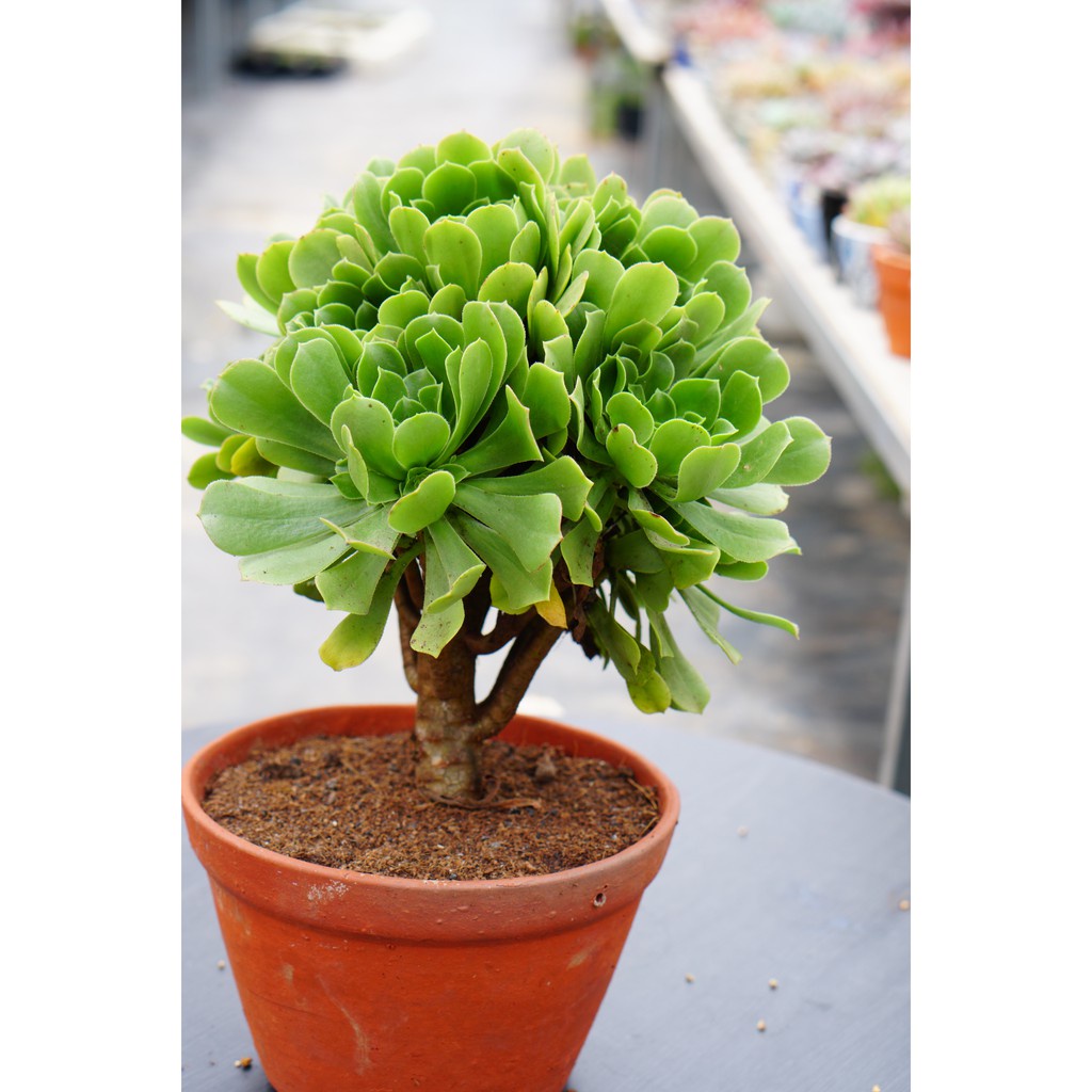 Sen đá Aeonium Xanh Gốc thụ 20cm -  Dễ trồng, khỏe -  thuần khí hậu Đà Lạt