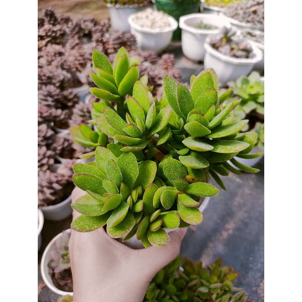 Sen đá Canh Buom Long Xanh - Xanh viền tím siêu xinh xắn - Size trung - Vườn Đà Lạt