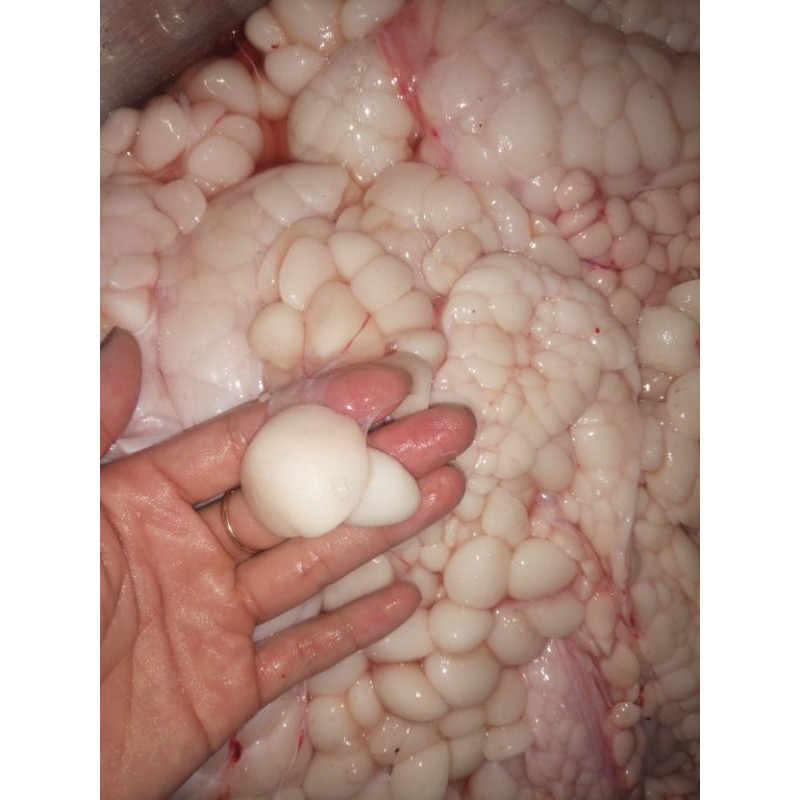 0.5 ký mỡ trăn tươi nguyên chất | BigBuy360 - bigbuy360.vn