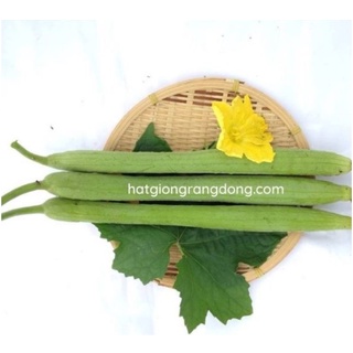 Hạt giống mướp hương trái dài Rạng Đông _1g