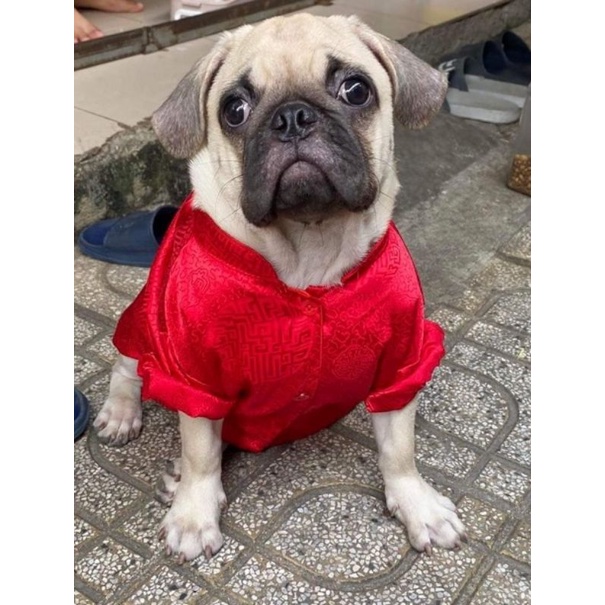 Áo dài 1-25kg Tết chó mèo, pets cưng gấm thêu
