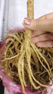 🍁☘️SÂM DÂY NGỌC LINH xô 5ky🌿🍁