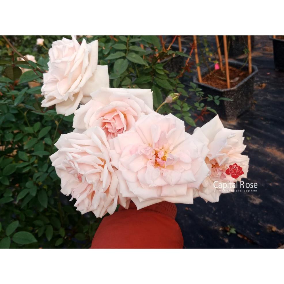 CÂY GIỐNG Hoa hồng điều CỔ– giống hoa hồng truyền thống quý hiếm của Việt Nam + Tặng 01 cây dâu da đất