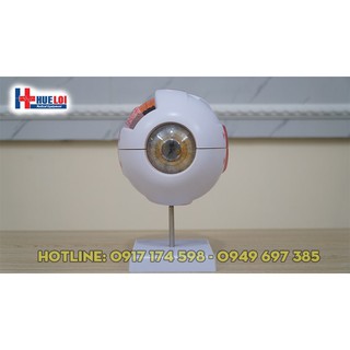 Mô hình giải phẫu mắt - mô hình mắt