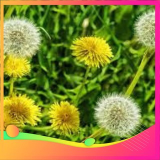 Hạt giống hoa bồ công anh - 50 hạt vietgar