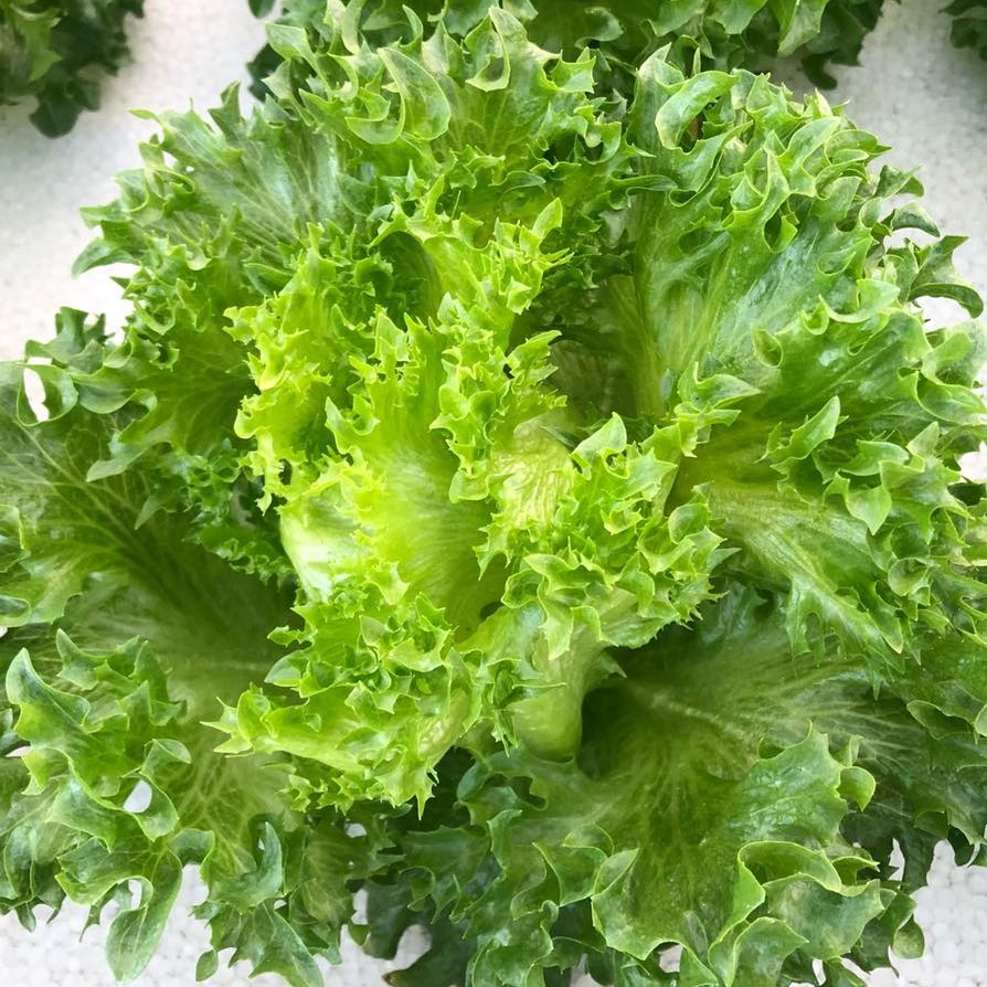 500 HẠT GIỐNG XÀ LÁCH THỦY TINH FRILL THÁI LAN