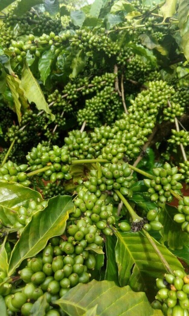 CAFE MIKA HẠT RANG MỘC ROBUSTA CHỈ CÓ 1 MÌNH CAFE rẻ nhất Đak Lak (500gr) | BigBuy360 - bigbuy360.vn