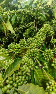 CAFE HẠT MỘC ROBUSTA 80 ARABICA 20 (500gr)