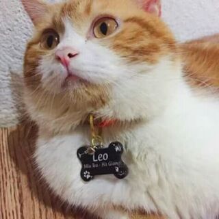 Bảng thẻ tên đủ màu dành cho thú cưng, PET TAG cho chó mèo CÓ KÈM CHUÔNG