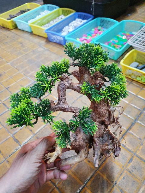 CÂY LỦA BONSAI TRANG TRÍ HỒ CÁ NON BỘ 20x10x20cm