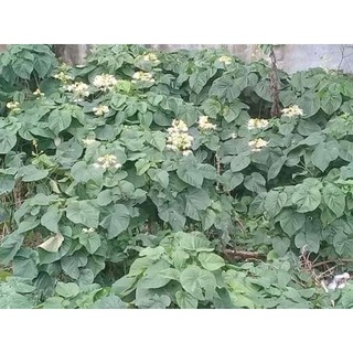 Bạch Đồng Nữ (mò hoa trắng) Khô 1kg Loại 01