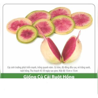 Hạt giống củ cải ruột hồng 1gr