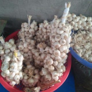 1kg tỏi Phan Rang