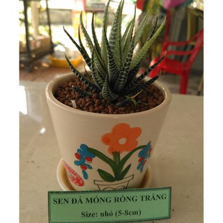 Sen đá móng rồng trắng - size nhỏ (5-8cm)